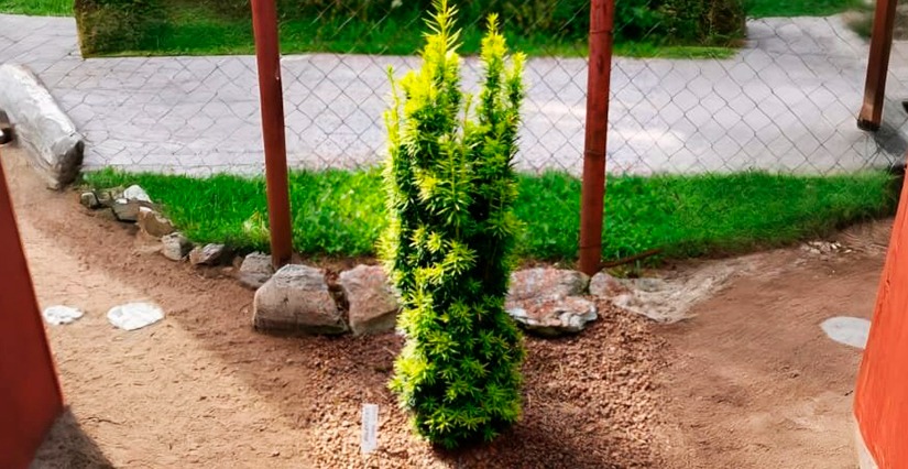 Тис ягодный Саммерголд - Taxus baccata Summergold